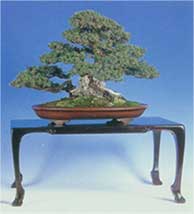 bonsai tree